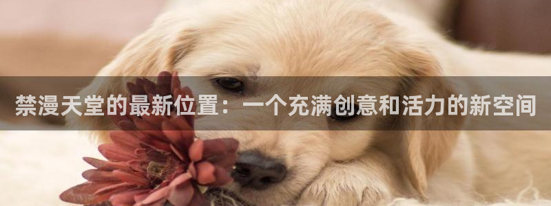 酷漫屋网页版：禁漫天堂的最新位置：一个充满创意和活力的新空间